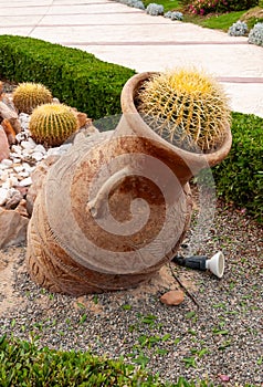EGYPT - FEBRUARY 27, 2019: clay pots and cacti in a flowerbed in the interior and design of the courtyard of a hotel in Marsa photo