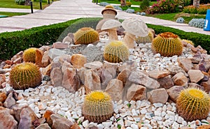 EGYPT - FEBRUARY 27, 2019: clay pots and cacti in a flowerbed in the interior and design of the courtyard of a hotel in Marsa photo