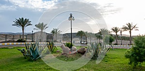 EGYPT - FEBRUARY 27, 2019: clay pots and cacti in a flowerbed in the interior and design of the courtyard of a hotel in Marsa photo