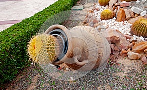 EGYPT - FEBRUARY 27, 2019: clay pots and cacti in a flowerbed in the interior and design of the courtyard of a hotel in Marsa photo