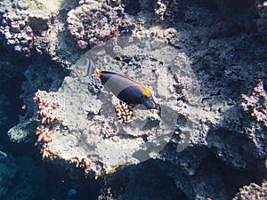 Egypt - Fish and Red Sea Corals 1