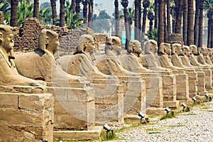 Egypt, Luxor, Amun Temple of Luxor.