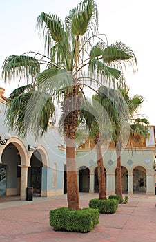 Egypt, Sharm al-Sheikh, a palm tree in the urban landscape photo