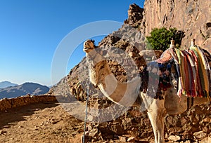 Egypt, Sinai, Mount Moses. Road on which pilgrims climb the mountain of Moses and single camel on the road.