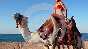 Egypt tourism with camel riding back for blond girl