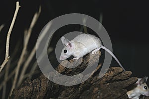 Egyptain spiny mouse, Acomys demidiatus