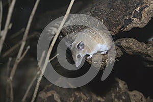 Egyptain spiny mouse, Acomys demidiatus