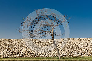 Egyptian Acacia. Vachellia nilotica