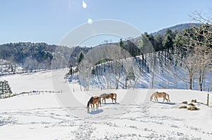 Egyptian Arabian horses in snow