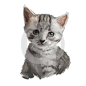 Egyptian or Arabian Mau cat isolated on white. Digital art illustration of hand drawn kitty. Kitten short haired medium size, have