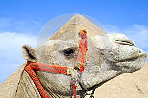 Egyptian Camel