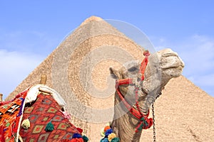 Egyptian Camel