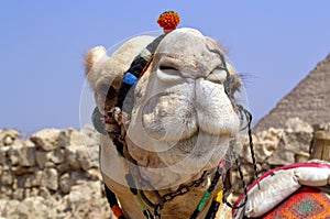 Egyptian camel