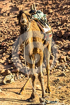 Egyptian camel on the background of bald mountains