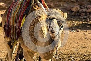 Egyptian camel on the background of bald mountains