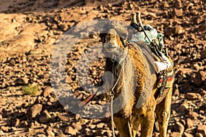 Egyptian camel on the background of bald mountains