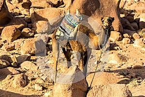 Egyptian camel on the background of bald mountains