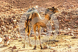 Egyptian camel on the background of bald mountains