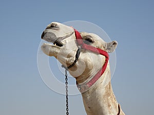 Egyptian Camel on the Giza Plateau