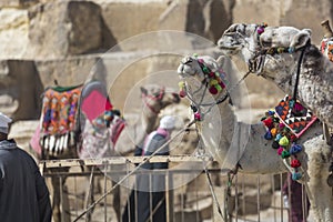 Egyptian Camel at Giza Pyramids background. Tourist attraction -