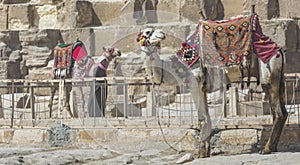 Egyptian Camel at Giza Pyramids background. Tourist attraction -