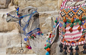 Egyptian Camel at Giza Pyramids background. Tourist attraction -