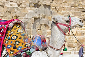 Egyptian Camel at Giza Pyramids background. Tourist attraction -