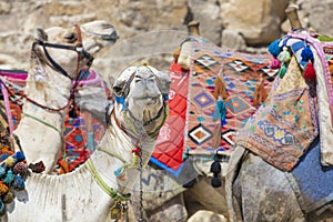 Egyptian Camel at Giza Pyramids background. Tourist attraction -