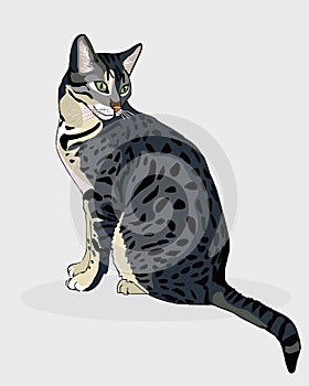Egyptian cat. Spotted gray cat. Favorite pets. Vector illustration. photo