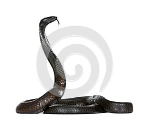 Egyptian cobra against white background