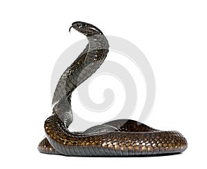 Egyptian cobra in front of a white background