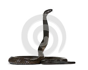Egyptian cobra in front of a white background