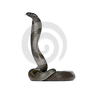 Egyptian cobra in front of a white background