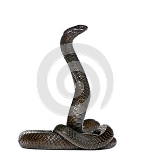 Egyptian cobra in front of a white background
