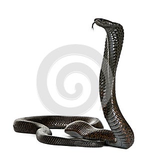 Egyptian cobra - Naja haje photo