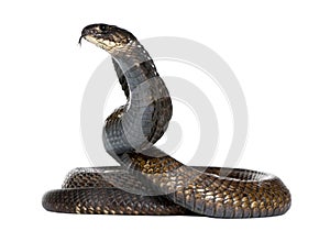 Egyptian cobra - Naja haje photo