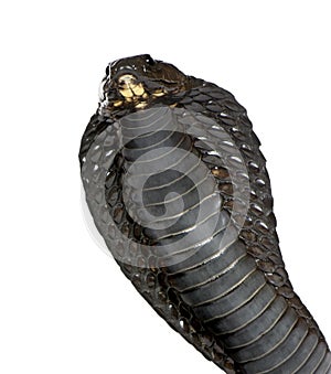 Egyptian cobra - Naja haje photo