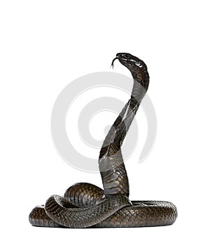 Egyptian cobra - Naja haje