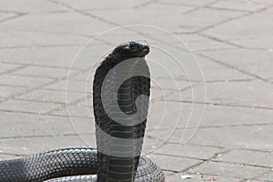 Egyptian cobra (Naja haje) charmed at Djemaa el Fna square, Marrakech, Morocco