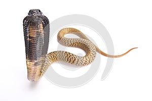 Egyptian cobra, Naja haje photo