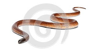 Egyptian cobra - Naja haje, poisonous