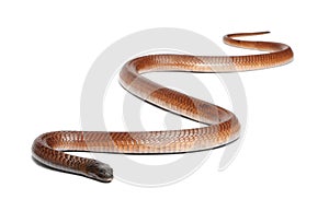 Egyptian cobra - Naja haje, poisonous