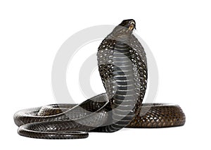 Egyptian Cobra, Naja Haje, studio shot photo