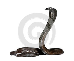 Egyptian Cobra, Naja Haje, studio shot