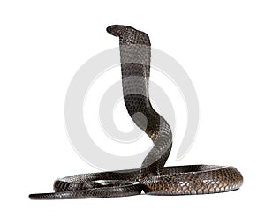 Egyptian Cobra, Naja Haje, studio shot