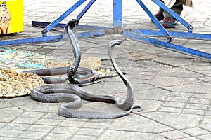 Egyptian cobras (Naja haje) charmed at Djemaa el Fna square, Marrakech, Morocco