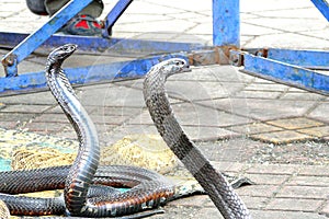 Egyptian cobras (Naja haje) charmed at Djemaa el Fna square, Marrakech, Morocco