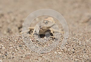 Egyptian desert agama lizard in harsh arid environment