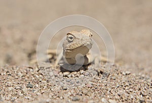 Egyptian desert agama lizard in harsh arid environment
