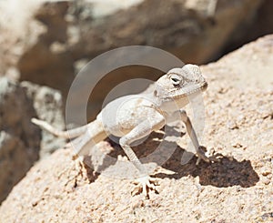 Egyptian desert agama lizard on a rock